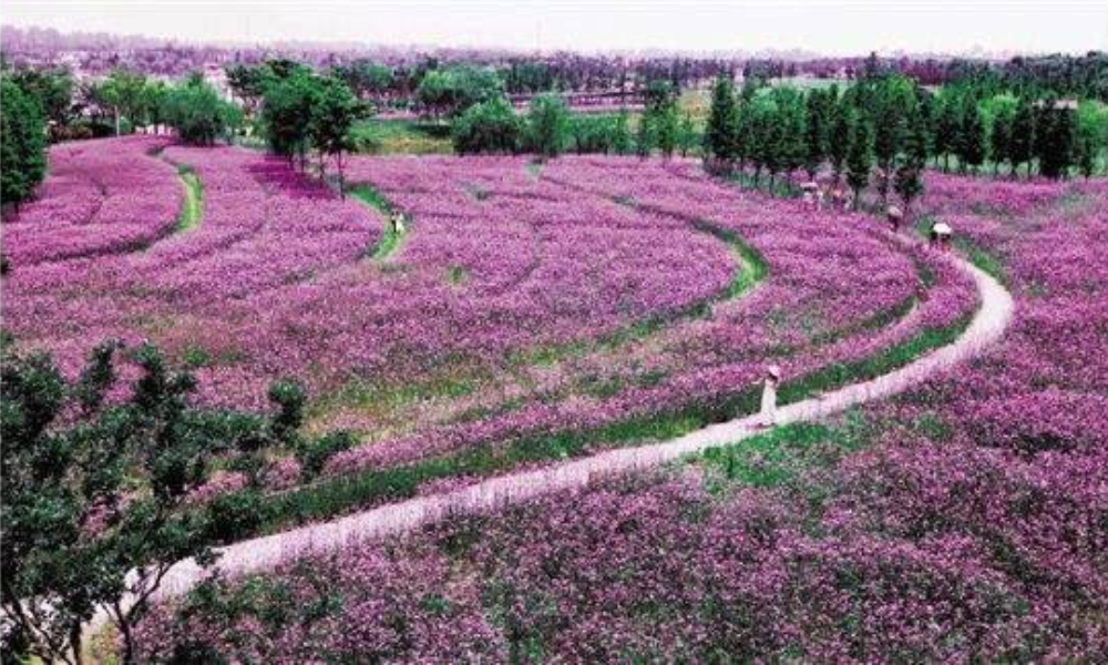 2019“香村甜园·多彩马灌”花海跑