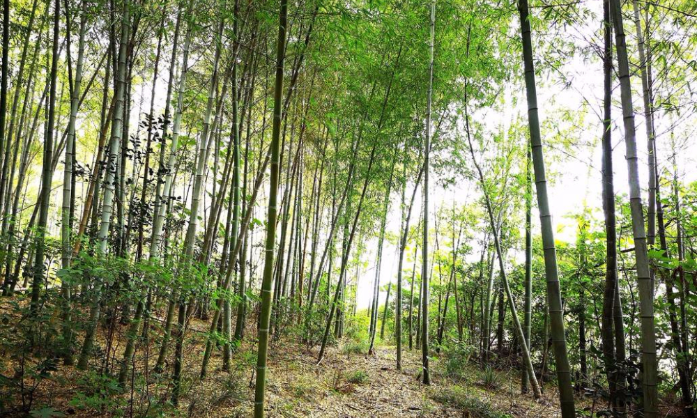 2019武汉八分山越野跑挑战赛