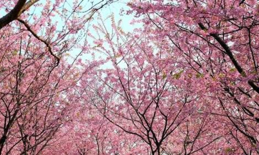 2019成都首届樱花公益徒步大会