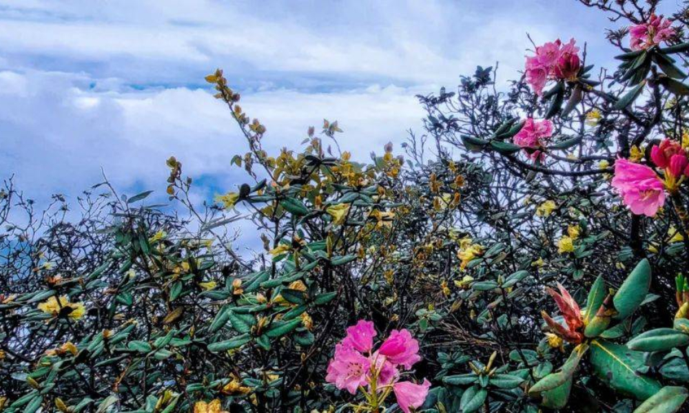 “中国体育彩票”巴渝十二峰|凯乐石4月金佛山东坡跑山训练赛