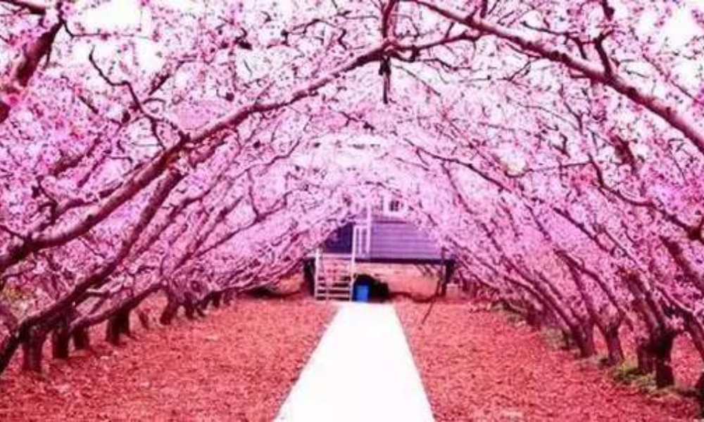 爱徒野2019上海桃花节大团镇半程马拉松
