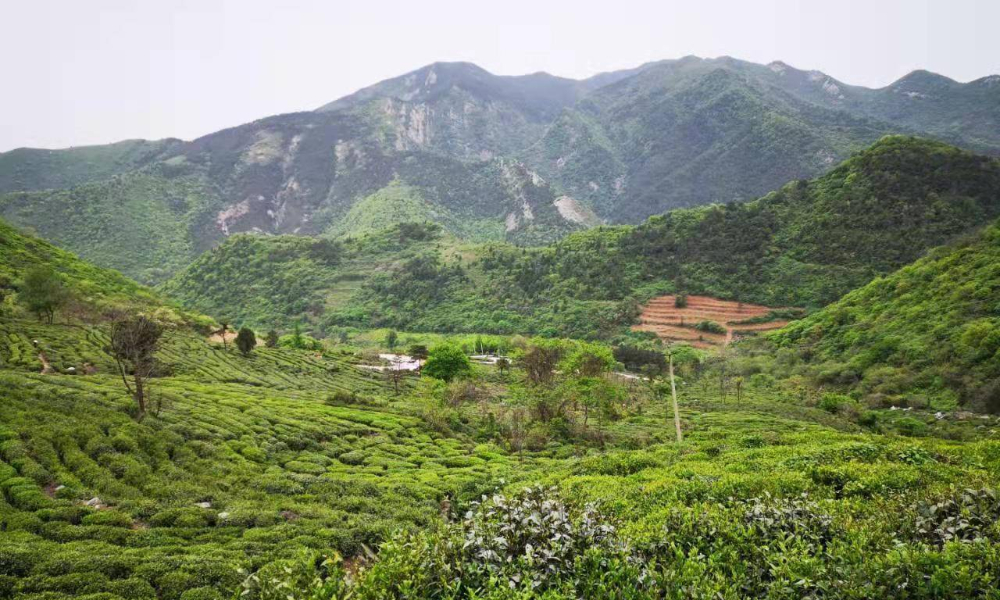2022红色姚家山杜鹃花海挑战赛