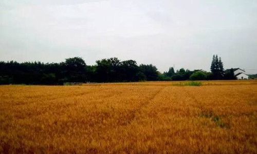 三家市乡村马拉松