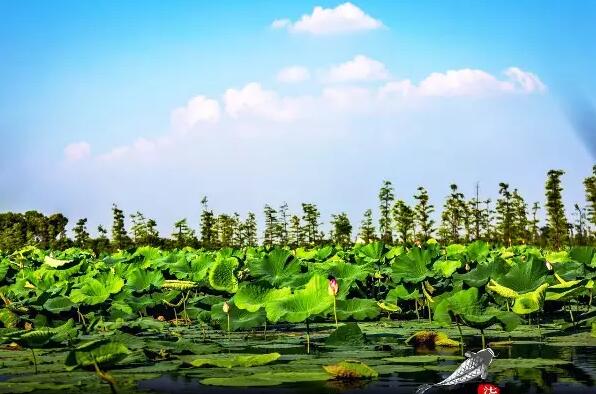 宝佳适杯环南湖湿地10公里邀请赛