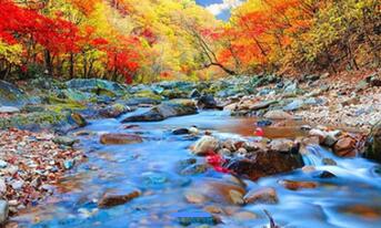 最美季本溪关门山 湖里风景区赏枫叶游（2日行程）