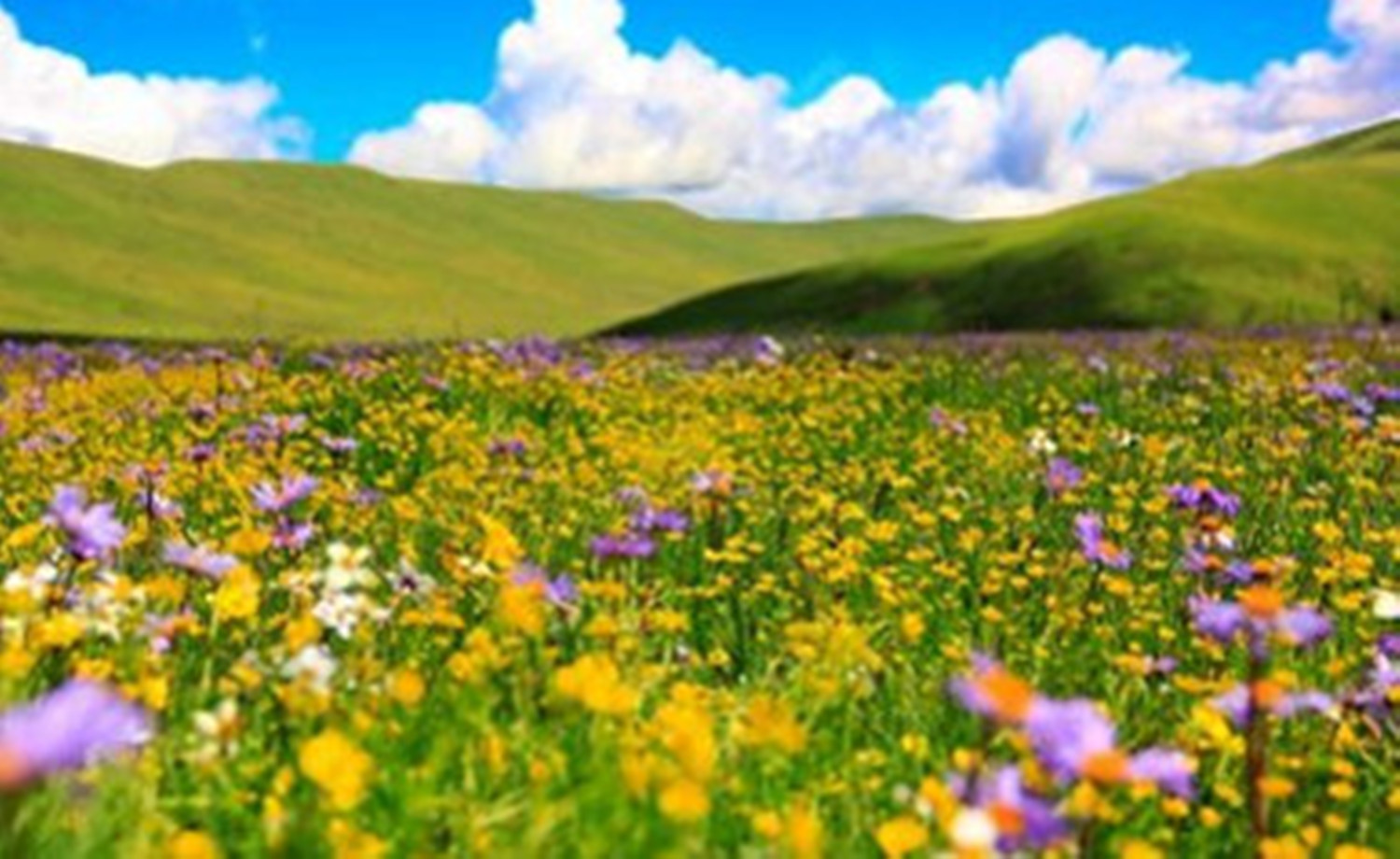在那花开的季节 俄木塘花海 措邛海徒步