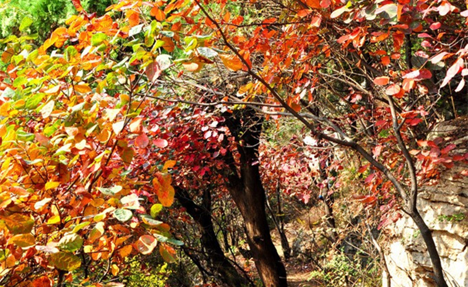 10月15日，徒步小黄山，穿越地领村，採野果