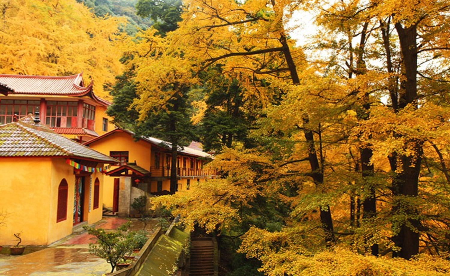 金秋赏银杏，邂逅白岩寺