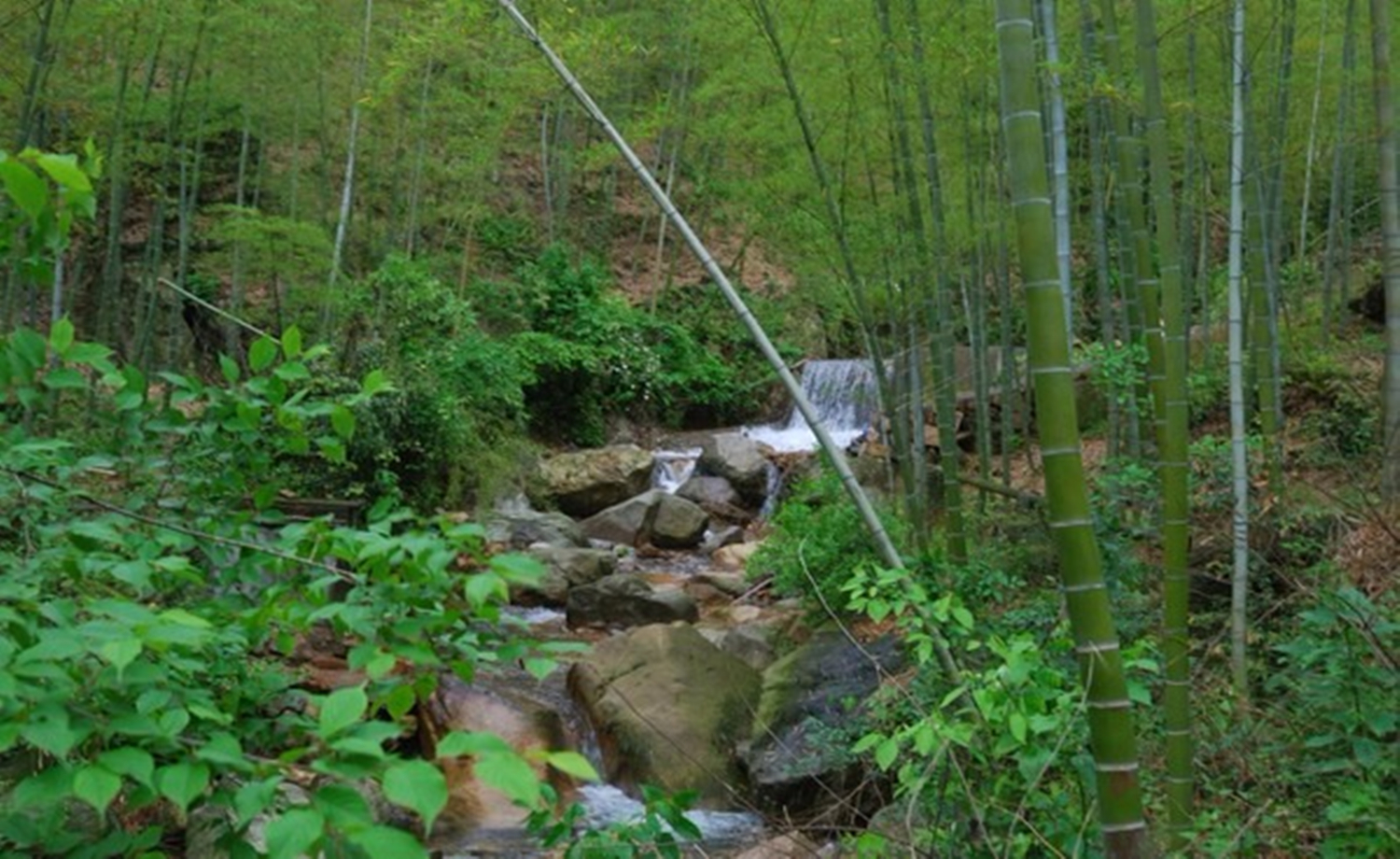 穿越高山草甸，赏翠林竹海，徒步余杭鸬鸟山
