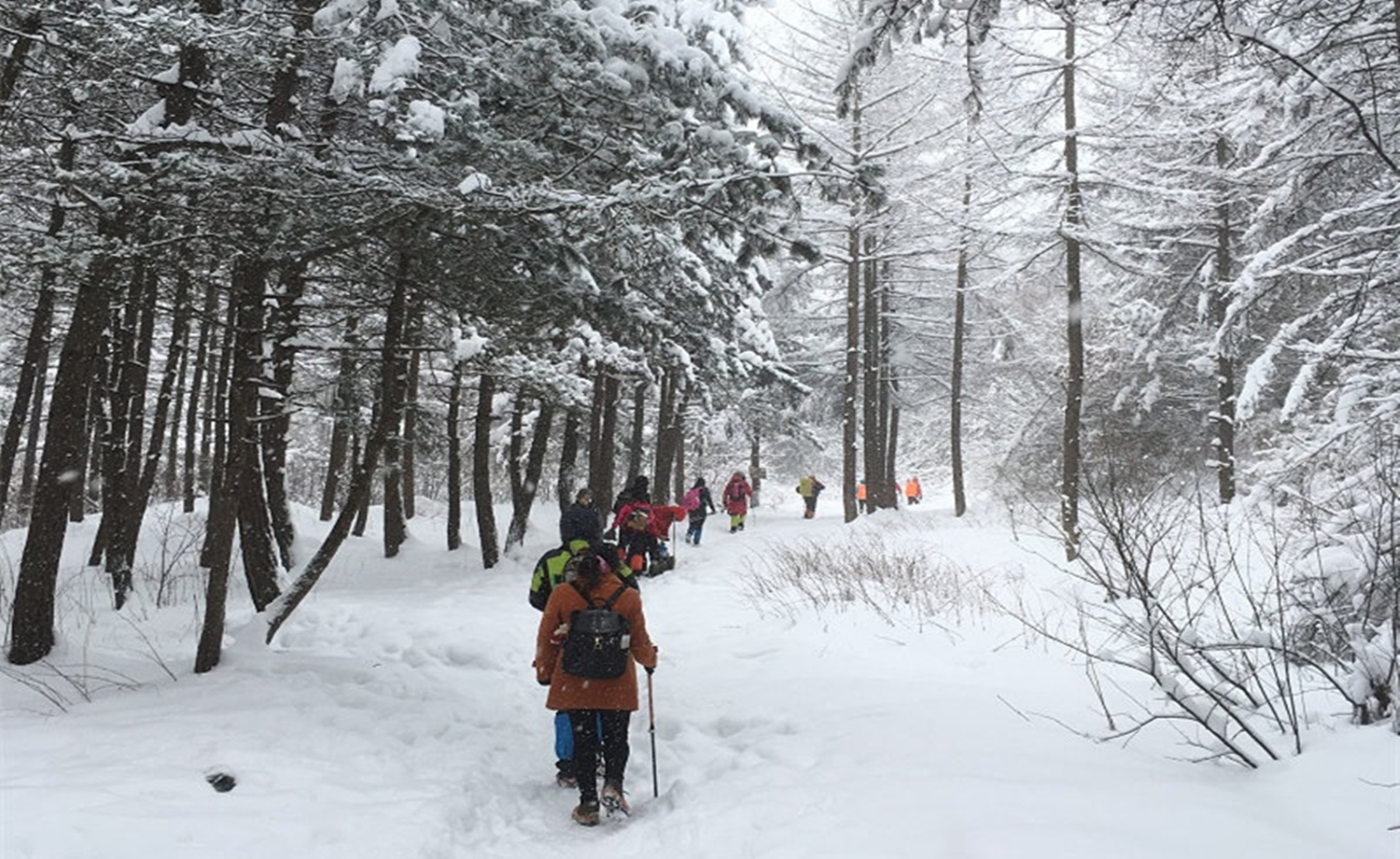 登高赏雪高山草甸一日雪景游