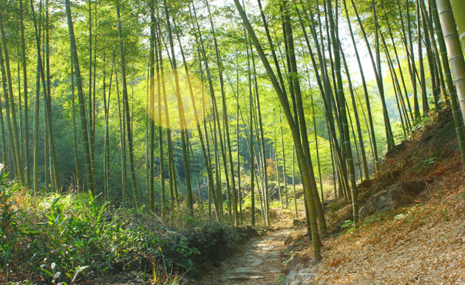 12.30 徒步上青古道、寻找兰若寺、赏幽幽竹海