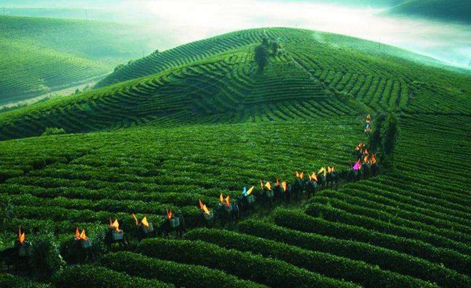 第二届万亩茶山越野赛