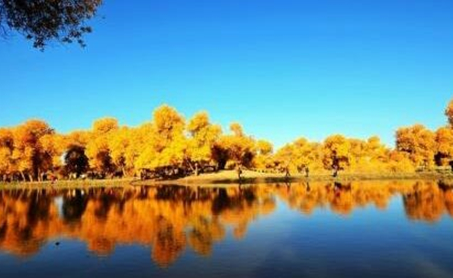 “恋上胡杨林”额济纳千人骑游帐篷文化节