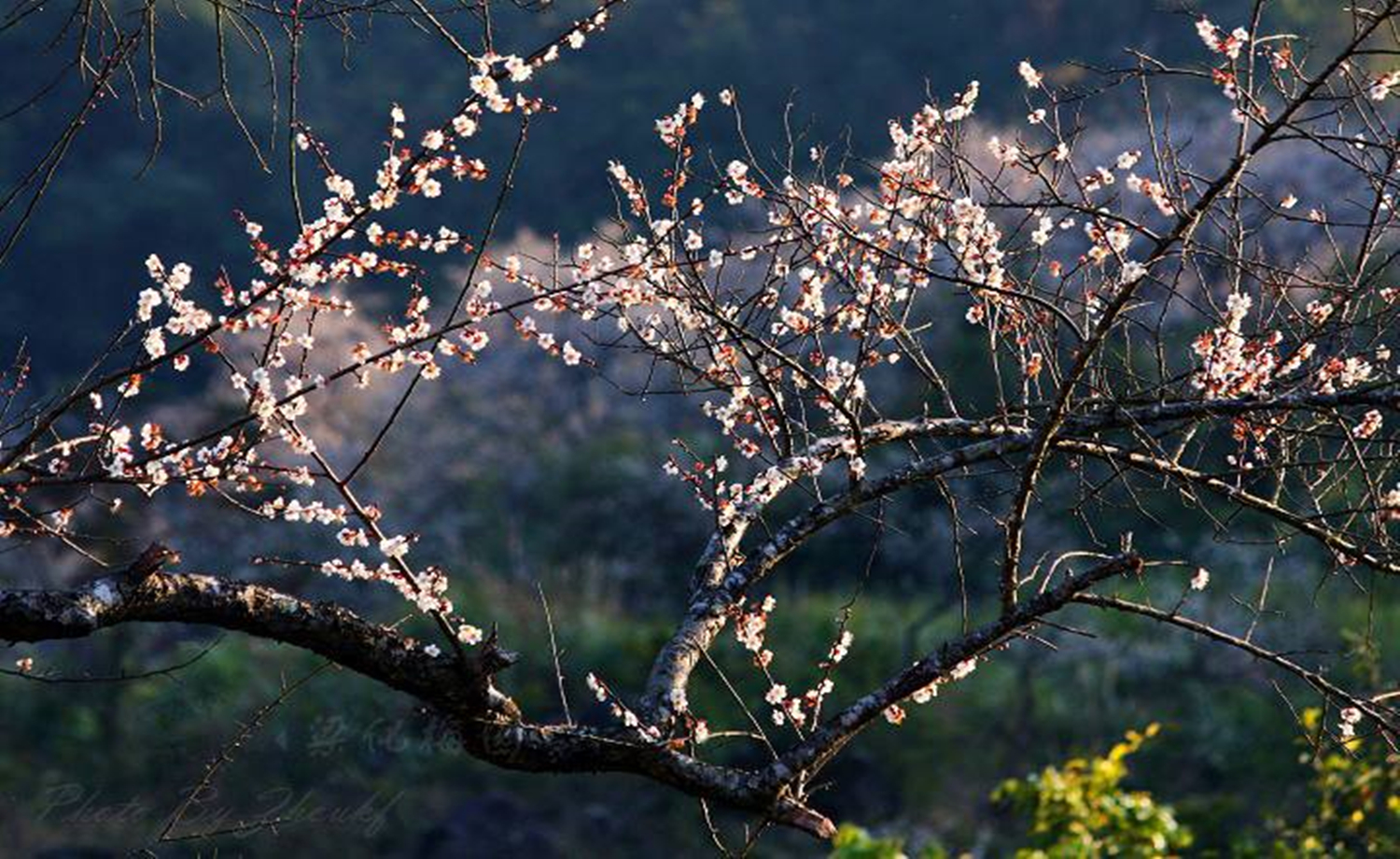 1月14日惠州御景峰梅园赏花穿越