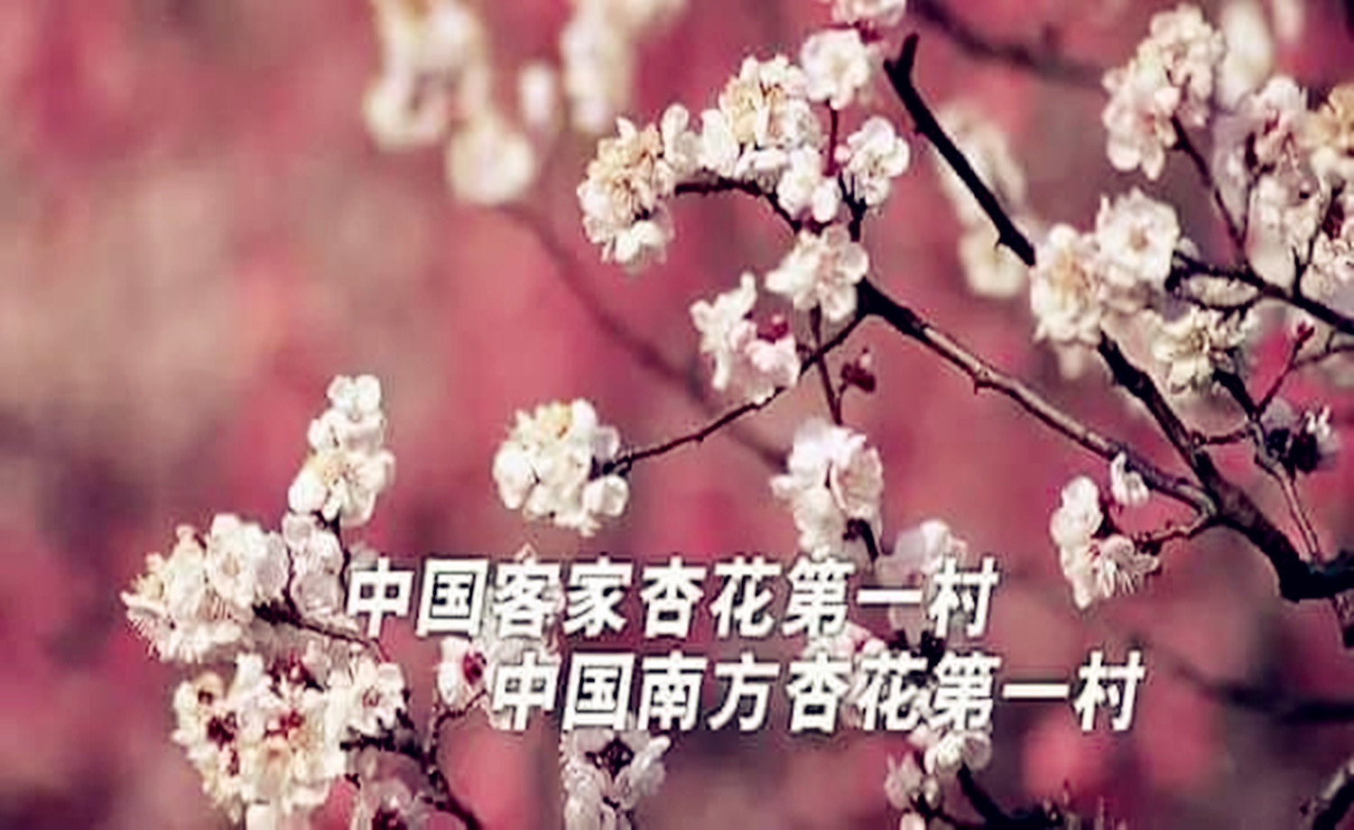 青白江杏花村一日徒步活动