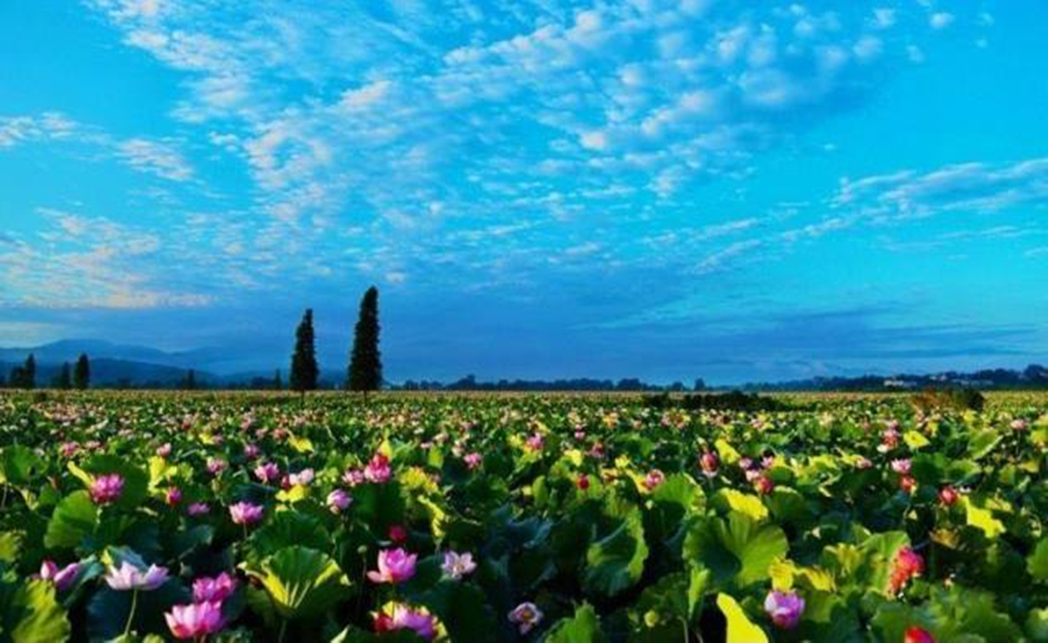 千里跑赣鄱·中国莲花美丽乡村国际半程马拉松